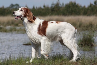 ASSOCIATION LO CAN, Pension pour Chiens à Carcans