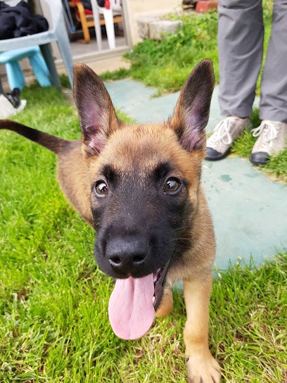 Elevage du blason à croix d'argent, Eleveur de Chiens à Château-Renard