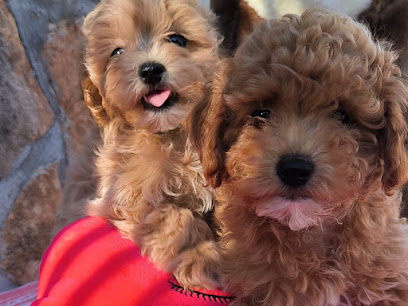 Maltipoo House, Éleveur De Chiens à Castellar