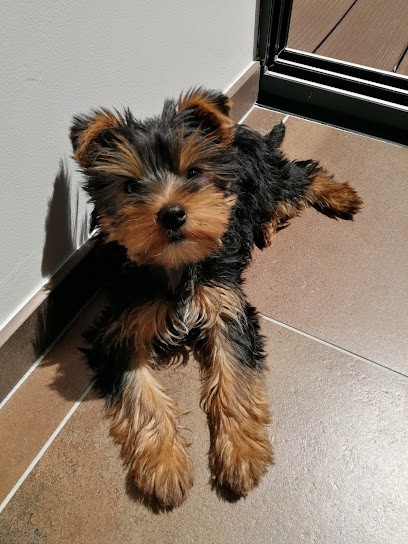 Kennel Kerdiles, Eleveur de Chiens à Ergué-Gabéric