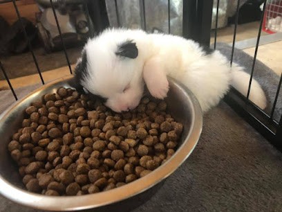 Elevage de L'Orée de CyRa, Eleveur de Chiens à Saint-Cyr-les-Vignes