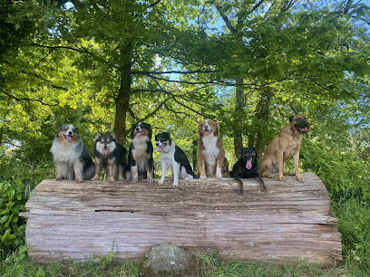 Pattes De L'ouest - Education Canine Et Petsitting Dresseur De Chiens à Questembert