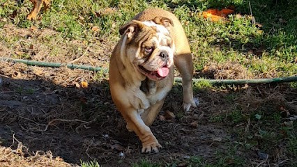 Élevage Du Domaine Des Museaux Court, Eleveur de Chiens à Hautot-le-Vatois