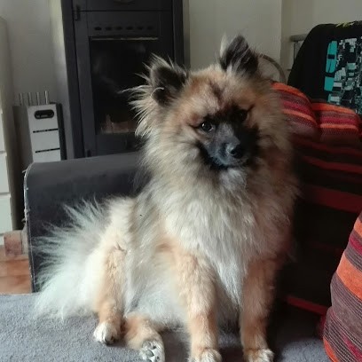 Élevage Passion, Eleveur de Chiens à Saint-Germain-Langot