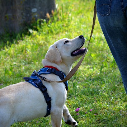 Juste Canin - Justine Guillemot, Dresseur de Chiens à Saumane-de-Vaucluse