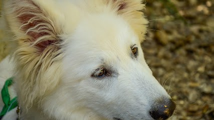 Réalité Chien: Conseils En éducation Canine., Dresseur de Chiens à Sargé-sur-Braye