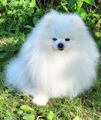 Arlande, Eleveur de Chiens à Torchefelon