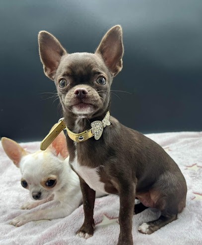 Elevage Les Ptits Bélix - Chihuaha à poil court - Hérault, Eleveur de Chiens à Sérignan