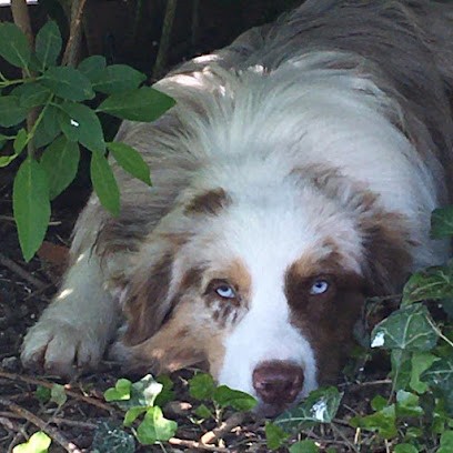 Légendes D'Elenwë, Eleveur de Chiens à Genillé