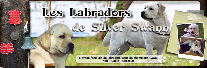 LES LABRADORS DE SILVER SWANN - 40550, Eleveur de Chiens à Léon