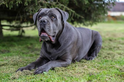 Le Châlet Des Cane, Eleveur de Chiens à Chailly-en-Gâtinais