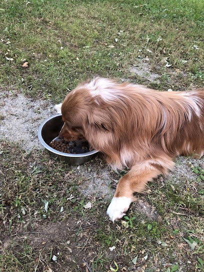 Pension canine - L’auberge des boules de poils, Pension pour Chiens à Le Bez