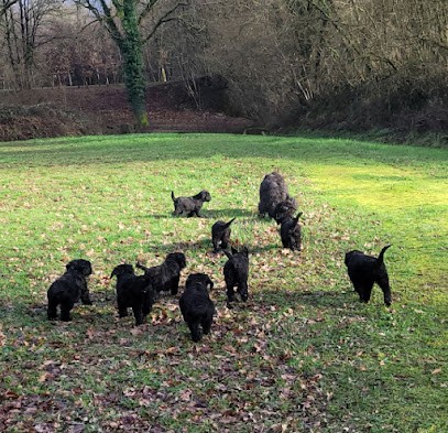 Elevage de la Petite Rochette (briards), Eleveur de Chiens à Genouillac