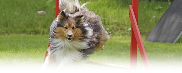 Club du Chien de Saint-Lô, Dresseur de Chiens à Saint-Lô