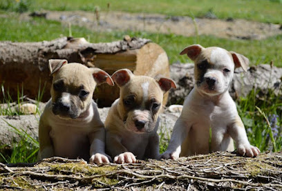 Elevage Ultimate Truth, Éleveur De Chiens à Savigny-en-Revermont