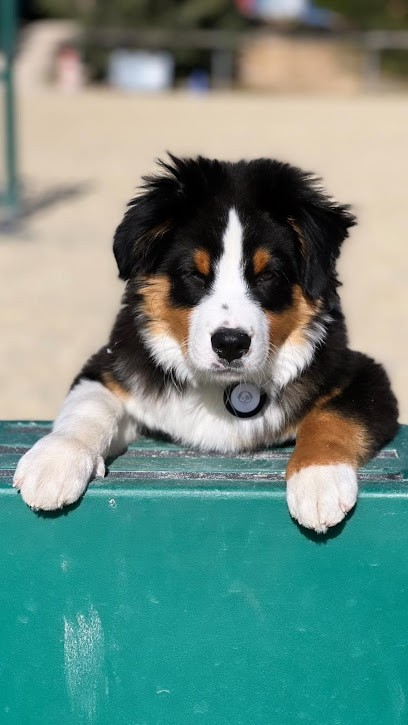 GOLDEN RETRIEVER & BERGER AUSTRALIEN - Sarmizegetusa Regia, Eleveur de Chiens à Rians