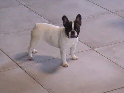 Colette Daudier La Voûte Azurée, Eleveur de Chiens à Arbis