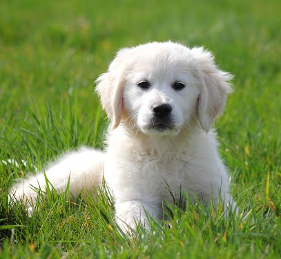Elevage of silver highlands, Eleveur de Chiens à Flacheres