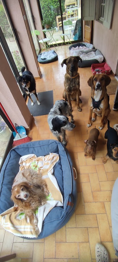 Ô Gré des Animaux, Pension pour Chiens au Thor