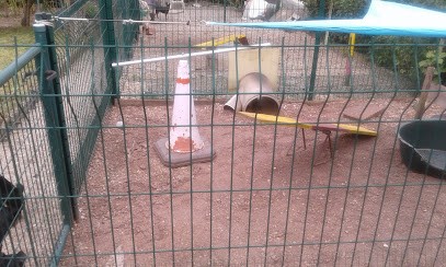 ELEVAGE DU TEMPLE DE BRUTUS .ELEVAGE FAMILIAL DE PINSCHER NAIN, Eleveur de Chiens à Marmoutier