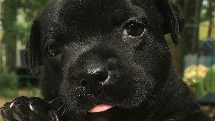 Elevage de la Poudrière, Eleveur de Chiens à Pompéjac