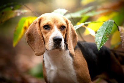 Élevage et pension Le Bonheur de Laé, Eleveur de Chiens à Chailland