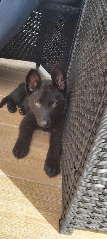 Lady Noire, Pension pour Chiens à Pernes-les-Fontaines