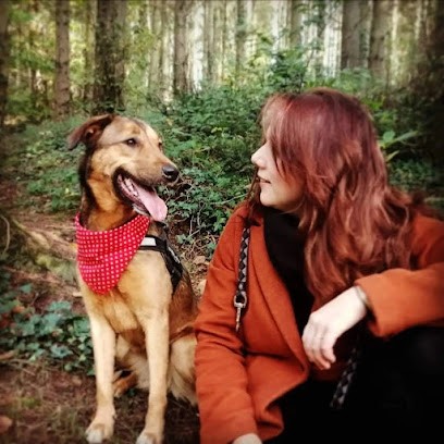 Education Canine Du Trégor, Dresseur de Chiens à Ploubezre