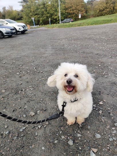 Éducateur Canin RespectDogs Tours Indre et Loire, Dresseur de Chiens à Tours