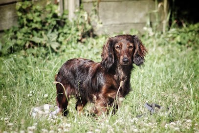 Élevage des Rives du Lugano, Eleveur de Chiens à Chemin