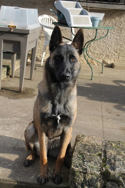 Elevage du Domaine d'Orca, Eleveur de Chiens à Dijon
