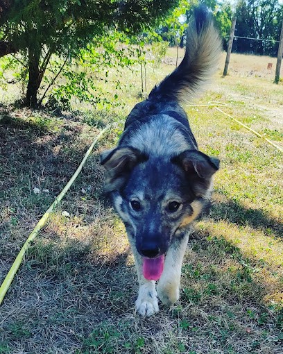 Pension D'Arcomps, Pension pour Chiens à Arcomps