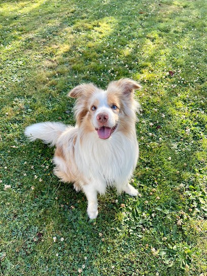 L'ACADÉMIE DES CHIENS MORBIHAN. ÉDUCATEUR CANIN VANNES, Dresseur de Chiens à Nivillac