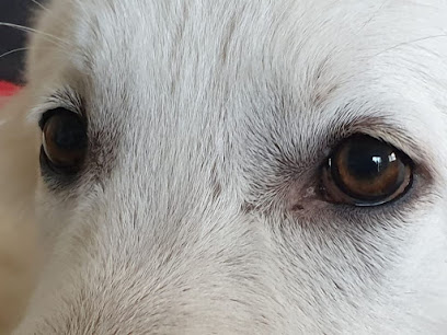 Compliss'educ Dresseur De Chiens à Montagnac-sur-Lède
