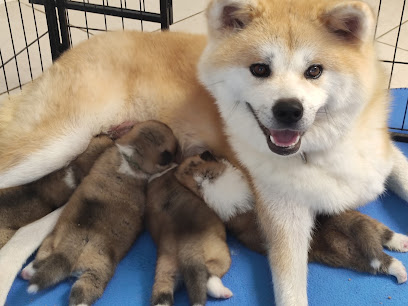 Akai Raiko - Élevage Familial D' Akita Inu - Toulouse Carcassonne, Éleveur De Chiens à Laurabuc