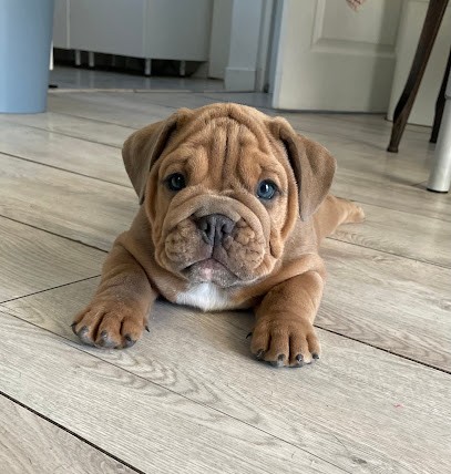 elevage des belles gargouilles, Eleveur de Chiens à Mérindol