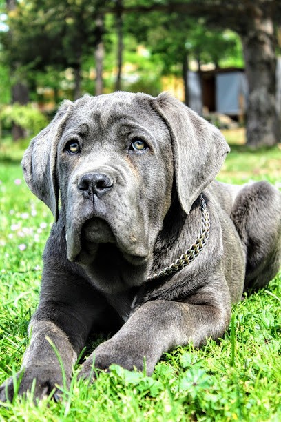 Des légions d'Holga, Eleveur de Chiens aux Arcs