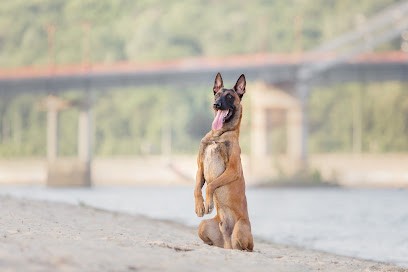 Élevage de berger belge malinois corse, Eleveur de Chiens à Bisinchi