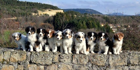 Stone Of Arkose--Élevage berger australien, Eleveur de Chiens à Cussac-sur-Loire