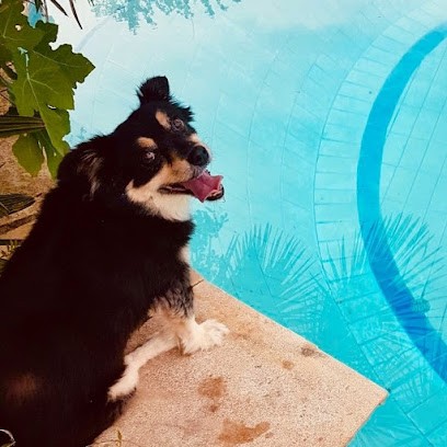 La Colo Des Poilus Landais, Pension pour Chiens à Peyrehorade