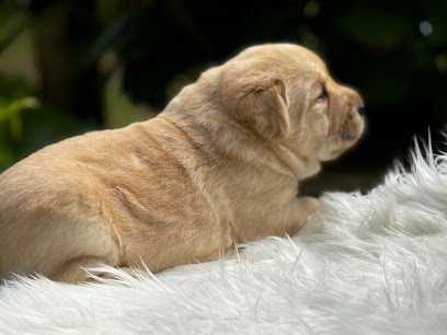 ELEVAGE ET PENSION DE LA HAUTE CHALOUPIERE, Eleveur de Chiens à La Bazouge-de-Chemeré