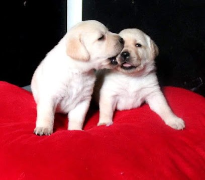 Labradors Au Soleil d'Ambre, Eleveur de Chiens à Prunay-Cassereau