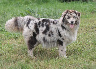Elevage of Cree's River, Eleveur de Chiens à Bais