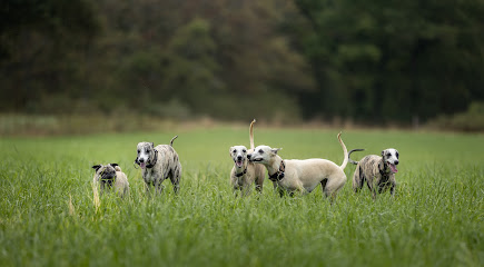 Zilcis Élevage De Whippet, Éleveur De Chiens à Livry