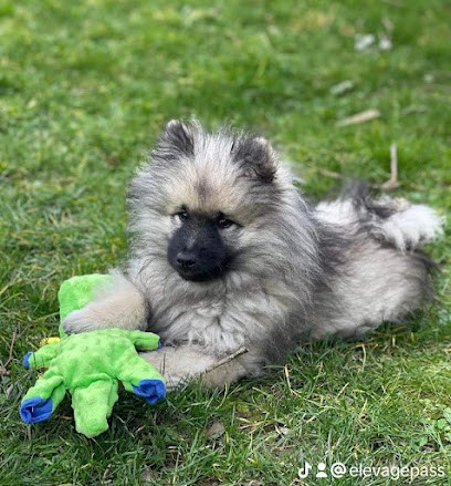 Elevage le royaume de touko, Eleveur de Chiens à Saint-Germain-Langot