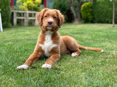 Élevage de la Haye de Genêt, Eleveur de Chiens à Foncquevillers