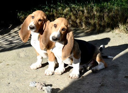 Le Domaine de Lu-ti, Eleveur de Chiens à Terranjou