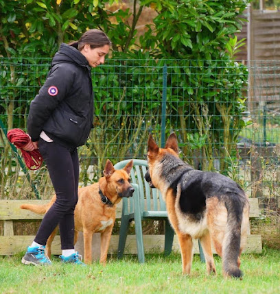 Bark To Basic - Education Et Comportement Du Chien, Dresseur De Chiens à Hecken
