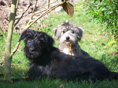 CanisLife, Dresseur de Chiens à Saint-Georges-de-Pointindoux