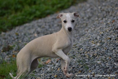 Elevage des Fées de l'Or Blanc, Eleveur de Chiens au Pin